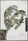 Foto von Salix appendiculata Vill. x Salix eleagnos Scop.